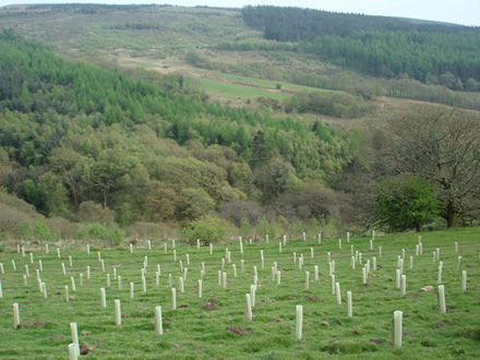 Forest Carbon at Brynrhyg.